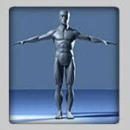 3d human anatomy model
